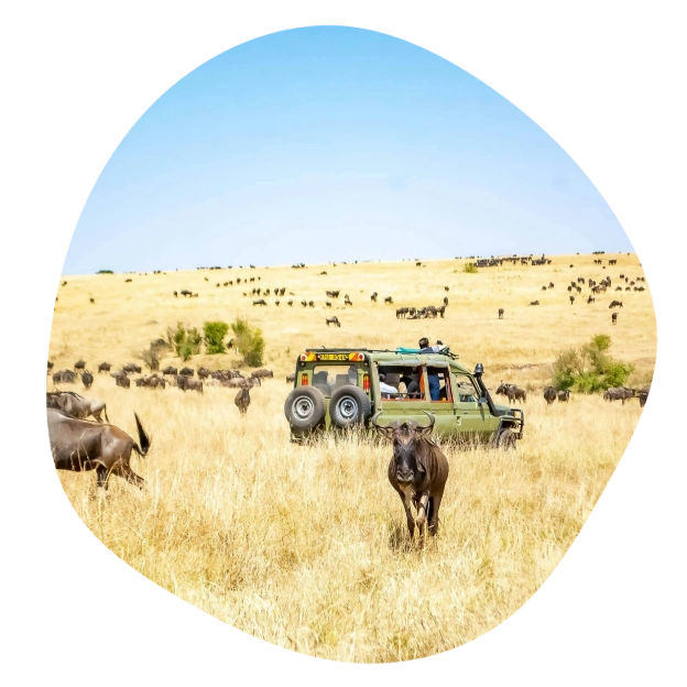 safari-adventure-introduction