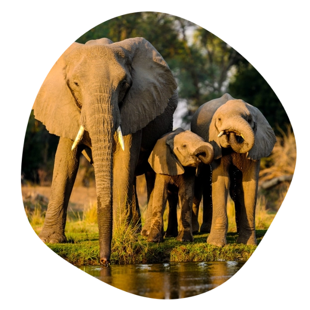 wildlife-expedition-introduction
